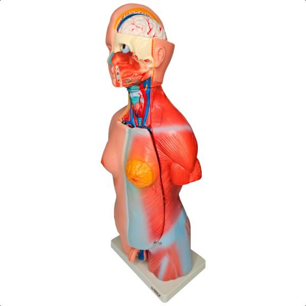 TORSO HUMANO UNISSEX 45C BX 205 C/24 PCS BRAX - Image 4