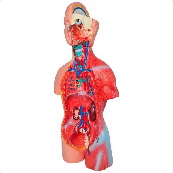 TORSO HUMANO UNISSEX 45C BX 205 C/24 PCS BRAX - Image 2