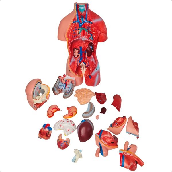 TORSO HUMANO UNISSEX 45C BX 205 C/24 PCS BRAX - Image 3
