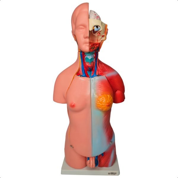 TORSO HUMANO UNISSEX 45C BX 205 C/24 PCS BRAX
